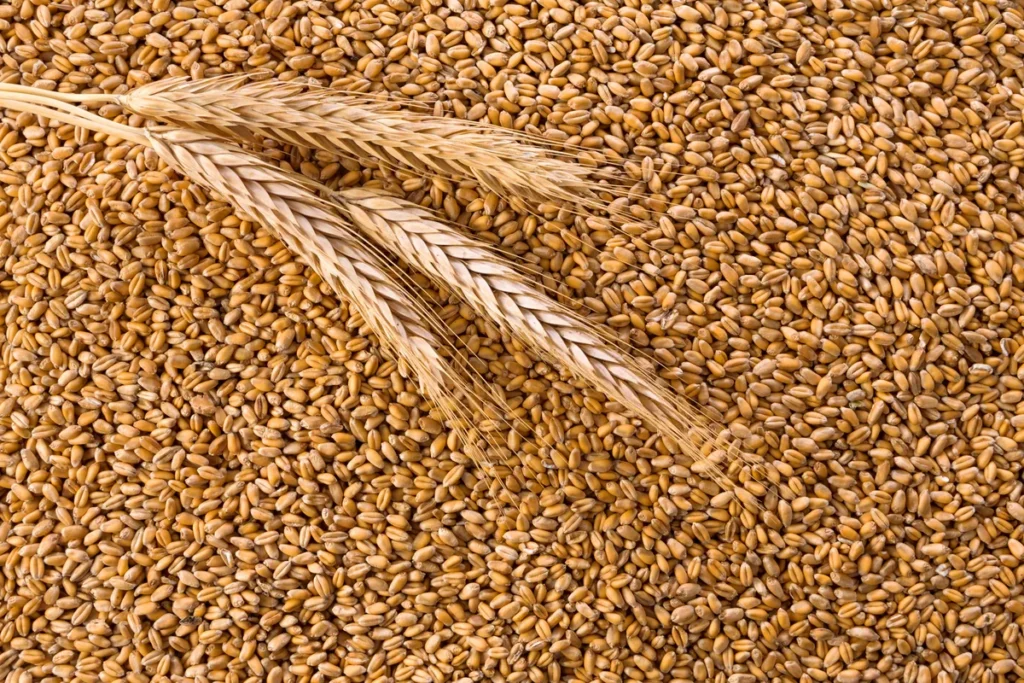 Wheat grain representing Azerbaijan’s imports, which reached nearly 842,000 tons
