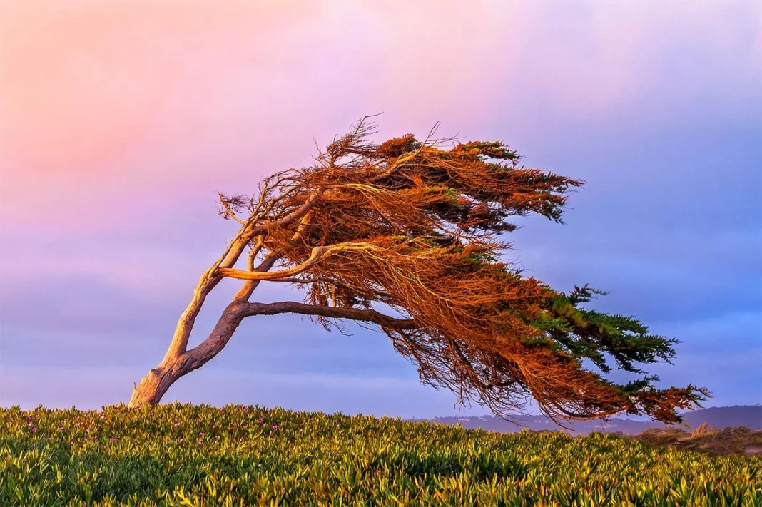 Strong winds bending trees during severe weather