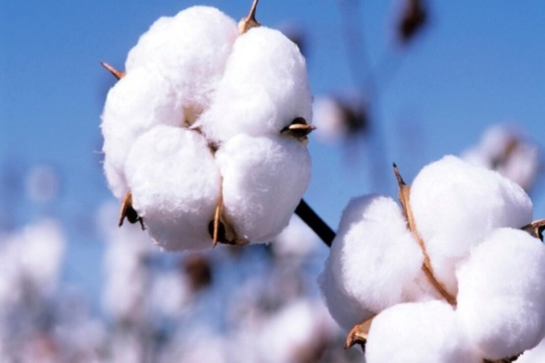 Cotton plants in a field in Azerbaijan