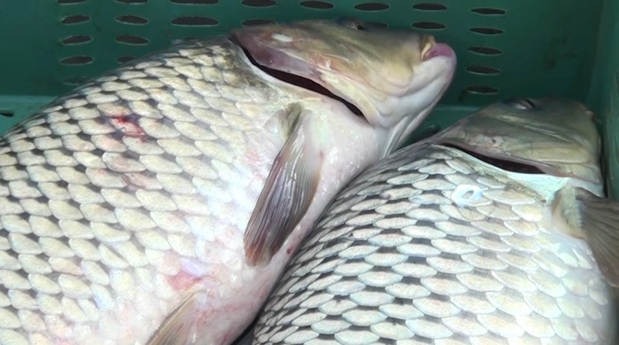 Fresh fish offered for sale in Azerbaijan