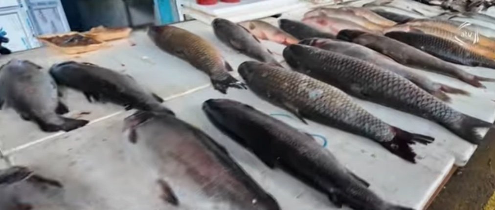 Fresh fish displayed for sale at an Azerbaijani market