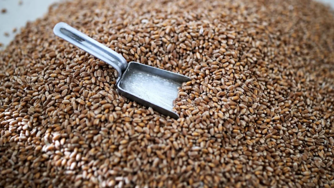 Wheat grain with a metal scoop