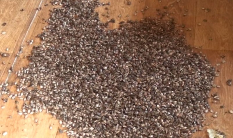 Brown marmorated stink bugs clustering on a surface in Azerbaijan