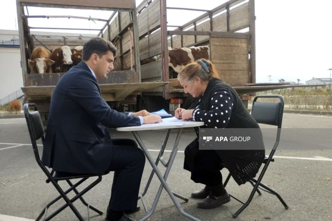 A resident completes paperwork as cattle are delivered under Azerbaijan's self-employment program