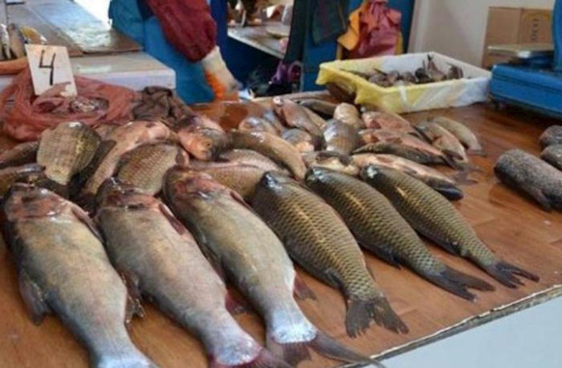 Fish displayed for sale at an Azerbaijani market